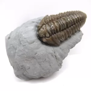 Genuine Ordovician Age Flexicalymene Trilobite Fossils for Sale from Ohio #33