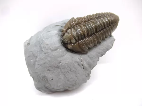 Genuine Ordovician Age Flexicalymene Trilobite Fossils for Sale from Ohio #33