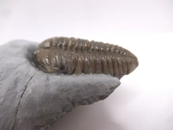 Genuine Ordovician Age Flexicalymene Trilobite Fossils for Sale from Ohio #33a