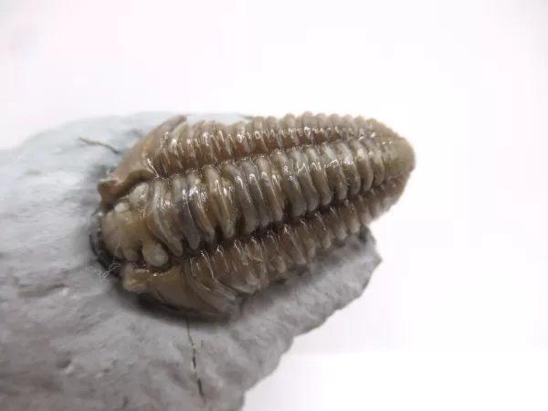 Genuine Ordovician Age Flexicalymene Trilobite Fossils for Sale from Ohio #33b