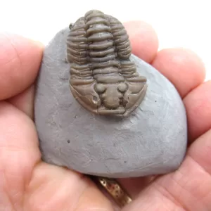 Genuine Ordovician Age Flexicalymene Trilobite Fossils for Sale from Ohio #34d