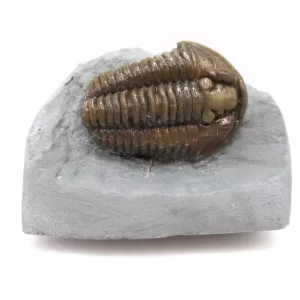 Genuine Ordovician Age Flexicalymene Trilobite Fossils for Sale from Ohio #35