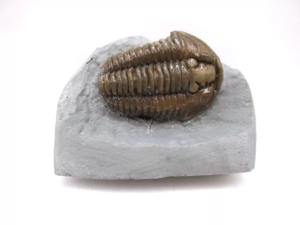 Genuine Ordovician Age Flexicalymene Trilobite Fossils for Sale from Ohio #35