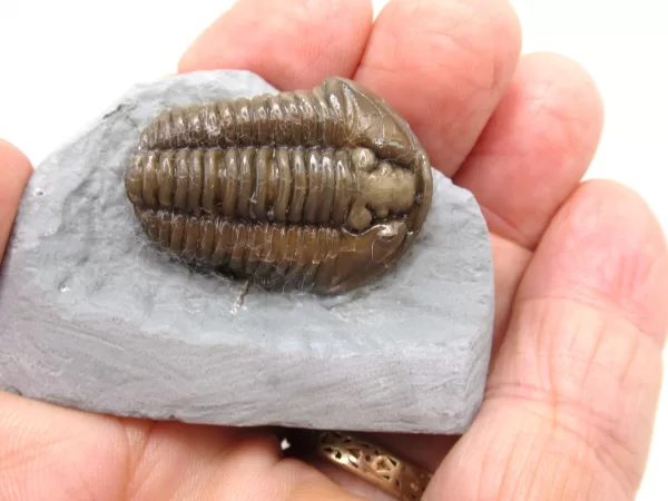 Genuine Ordovician Age Flexicalymene Trilobite Fossils for Sale from Ohio #35c