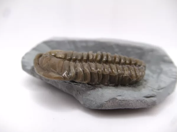 Genuine Ordovician Age Flexicalymene Trilobite Fossils for Sale from Ohio #35d