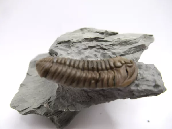 Genuine Ordovician Age Flexicalymene Trilobite Fossils for Sale from Ohio #36b