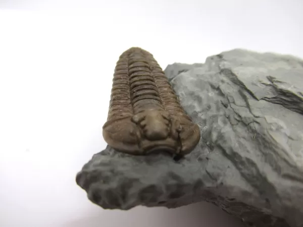 Genuine Ordovician Age Flexicalymene Trilobite Fossils for Sale from Ohio #36c