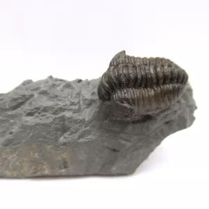 Genuine Ordovician Age Flexicalymene Trilobite Fossils for Sale from Ohio #37