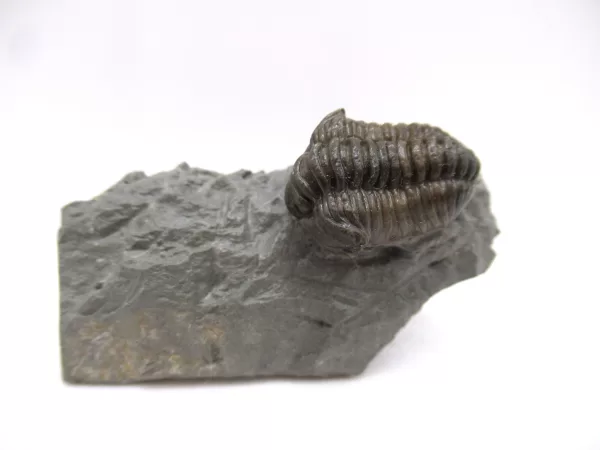 Genuine Ordovician Age Flexicalymene Trilobite Fossils for Sale from Ohio #37