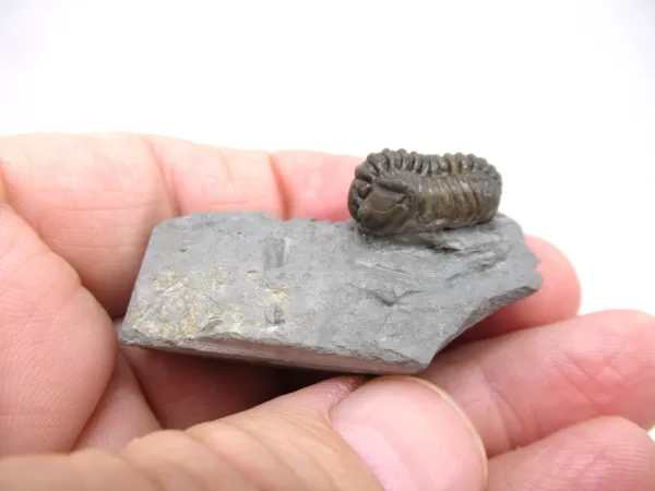 Genuine Ordovician Age Flexicalymene Trilobite Fossils for Sale from Ohio #37d