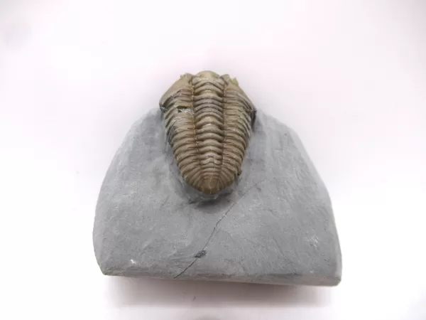 Genuine Ordovician Age Flexicalymene Trilobite Fossils for Sale from Ohio #38