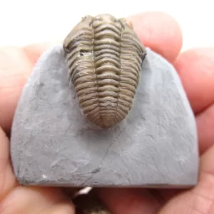 Genuine Ordovician Age Flexicalymene Trilobite Fossils for Sale from Ohio #38d