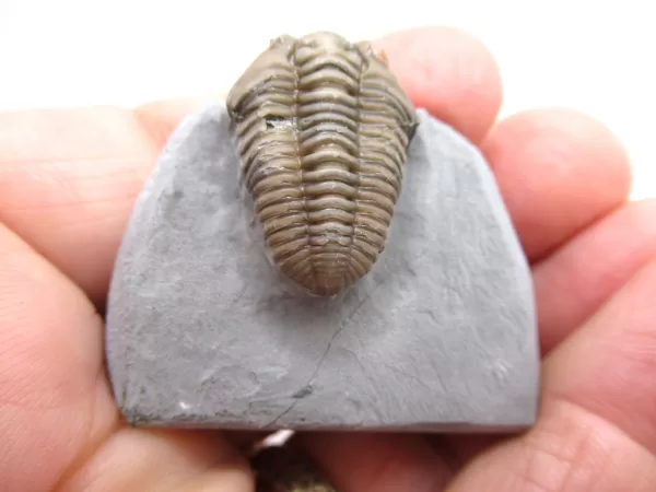 Genuine Ordovician Age Flexicalymene Trilobite Fossils for Sale from Ohio #38d