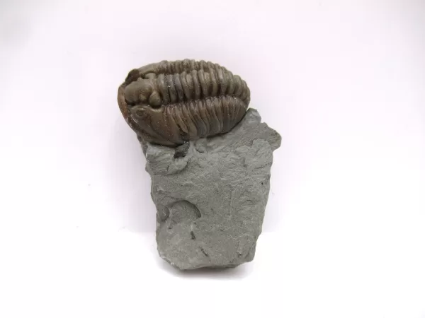 Genuine Ordovician Age Flexicalymene Trilobite Fossils for Sale from Ohio #39