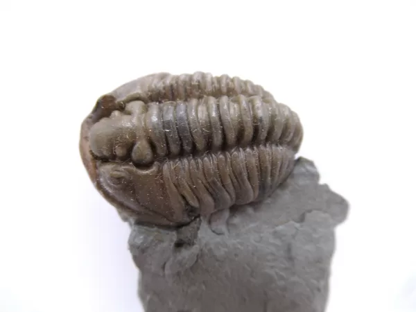 Genuine Ordovician Age Flexicalymene Trilobite Fossils for Sale from Ohio #39a