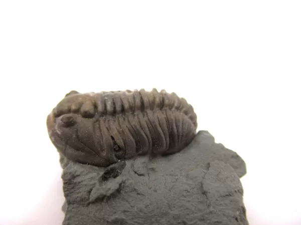 Genuine Ordovician Age Flexicalymene Trilobite Fossils for Sale from Ohio #39b