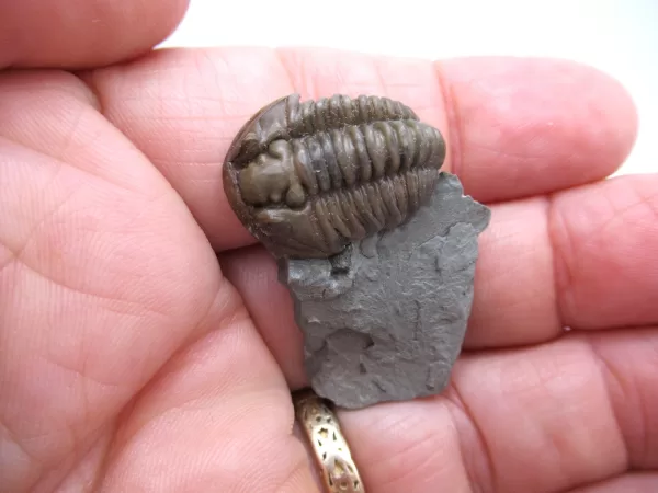 Genuine Ordovician Age Flexicalymene Trilobite Fossils for Sale from Ohio #39d