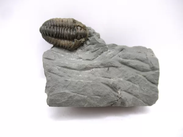 Genuine Ordovician Age Flexicalymene Trilobite Fossils for Sale from Ohio #40