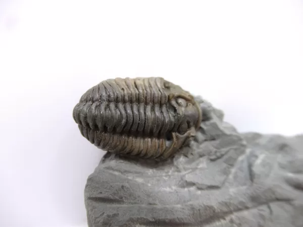 Genuine Ordovician Age Flexicalymene Trilobite Fossils for Sale from Ohio #40a