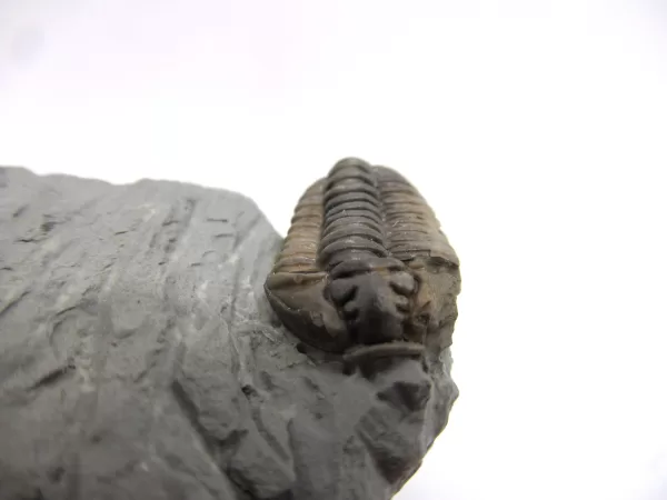 Genuine Ordovician Age Flexicalymene Trilobite Fossils for Sale from Ohio #40c