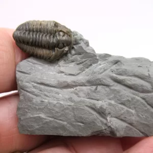 Genuine Ordovician Age Flexicalymene Trilobite Fossils for Sale from Ohio #40d