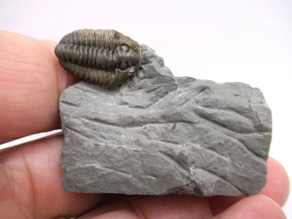 Genuine Ordovician Age Flexicalymene Trilobite Fossils for Sale from Ohio #40d