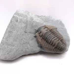 Genuine Ordovician Age Flexicalymene Trilobite Fossils for Sale from Ohio #41