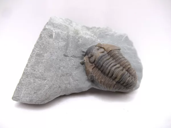 Genuine Ordovician Age Flexicalymene Trilobite Fossils for Sale from Ohio #41