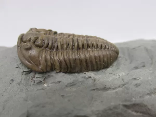 Genuine Ordovician Age Flexicalymene Trilobite Fossils for Sale from Ohio #42b