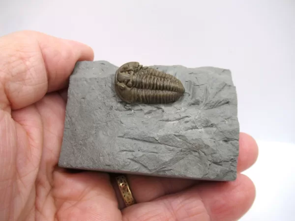 Genuine Ordovician Age Flexicalymene Trilobite Fossils for Sale from Ohio #42d