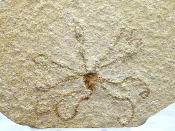 Genuine Solnhofen Saccocoma Floating Crinoid for Sale from Germany #13a