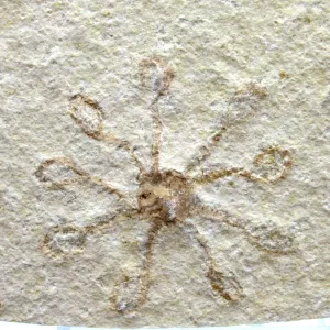 Genuine Solnhofen Saccocoma Floating Crinoid for Sale from Germany #14a