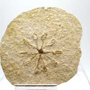 Genuine Solnhofen Saccocoma Floating Crinoid for Sale from Germany #26