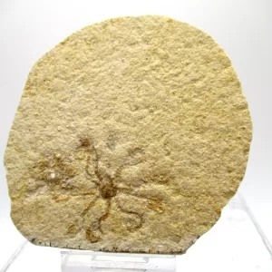 Genuine Solnhofen Saccocoma Floating Crinoid for Sale from Germany #27