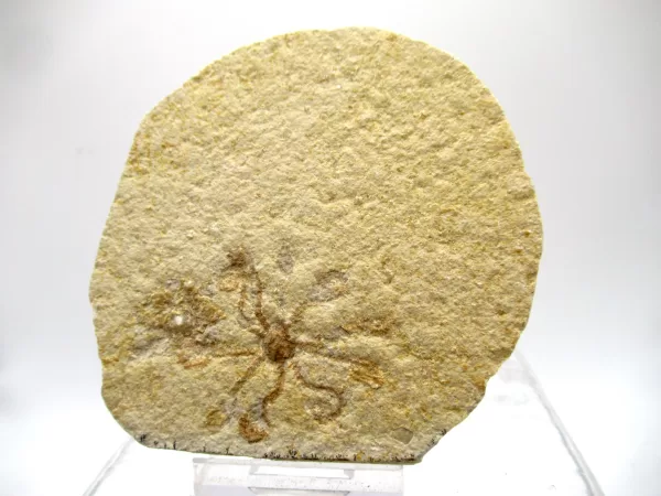 Genuine Solnhofen Saccocoma Floating Crinoid for Sale from Germany #27