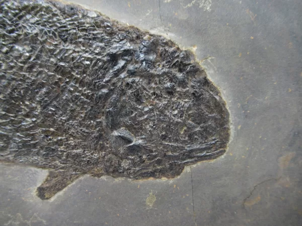 General Paramblypterus Fish Fossils For Sale- Odernheim, Germany #2b