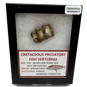 Genuine Kansas Xiphactinus Fish Vertebrae for Sale #3