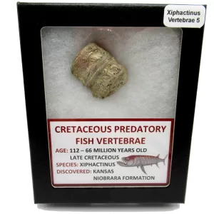 Genuine Kansas Xiphactinus Fish Vertebrae for Sale #5