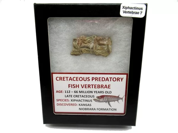 Genuine Kansas Xiphactinus Fish Vertebrae for Sale #7