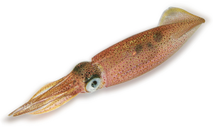 Jurassic Solnhofen Squid