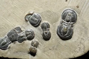 Peronopsis Trilobite