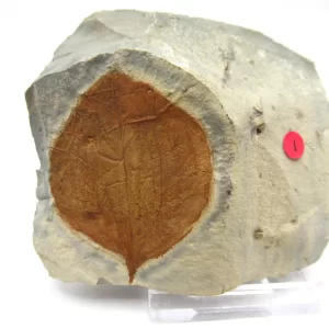 General Leaf Plate Fossils For Sale- Glendive Montana Paleocene Leaf Plate #106