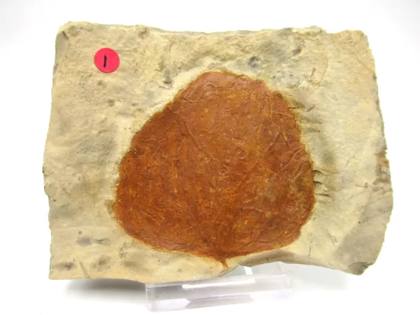 General Leaf Plate Fossils For Sale- Glendive Montana Paleocene Leaf Plate #113