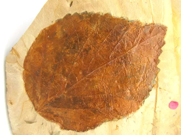 General Leaf Plate Fossils For Sale- Glendive Montana Paleocene Leaf Plate #115a