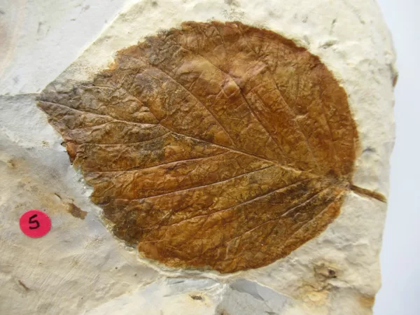 General Leaf Plate Fossils For Sale- Glendive Montana Paleocene Leaf Plate #117a