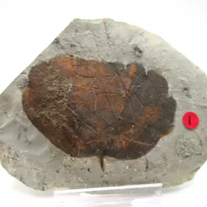 General Leaf Plate Fossils For Sale- Glendive Montana Paleocene Leaf Plate #87