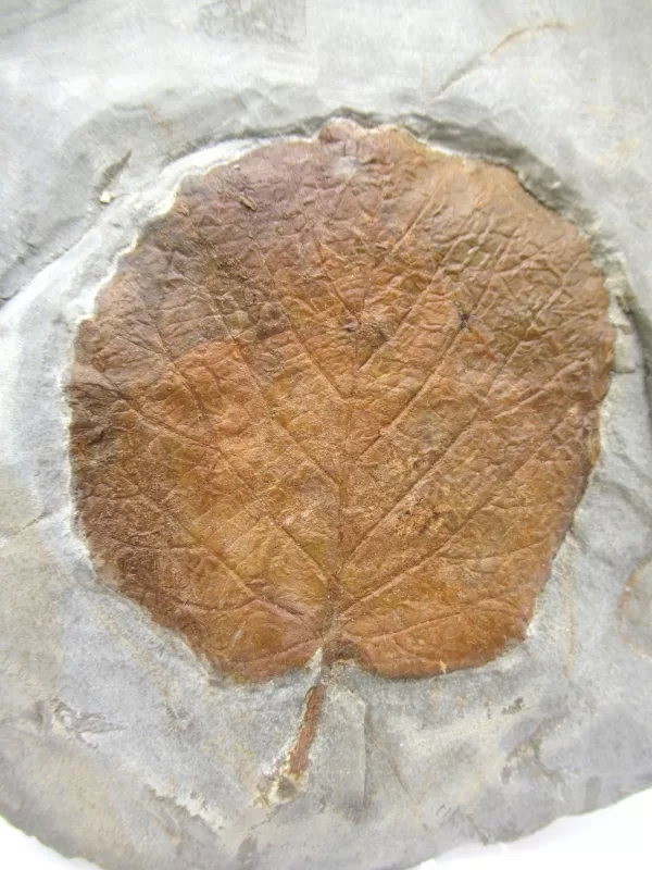 General Leaf Plate Fossils For Sale- Glendive Montana Paleocene Leaf Plate #91a