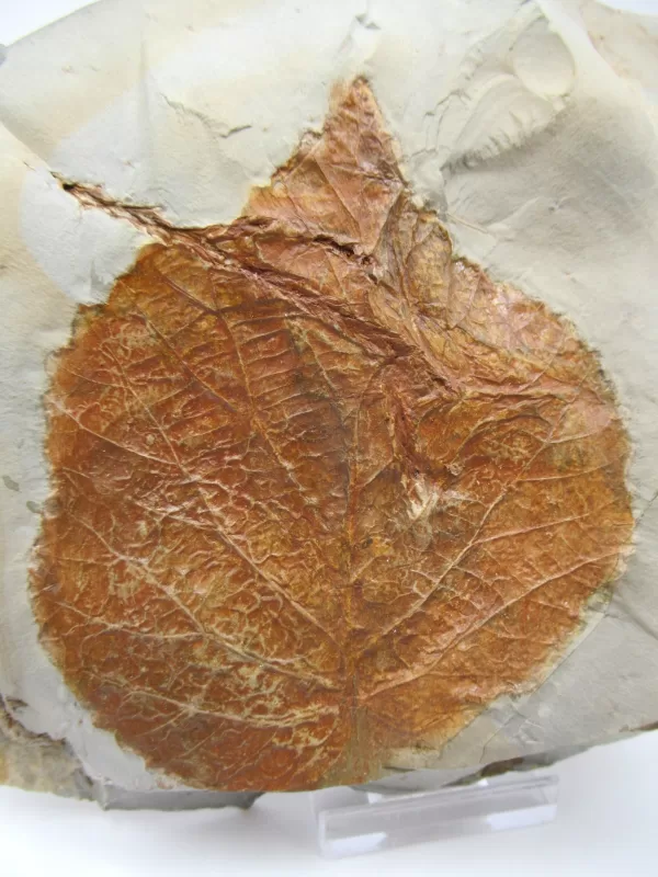 General Leaf Plate Fossils For Sale- Glendive Montana Paleocene Leaf Plate #93a