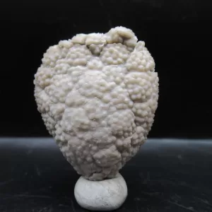 Genuine Silurian Age Holocystites Cystoid from Indiana for Sale #12