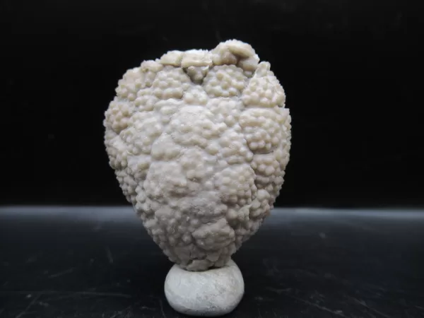 Genuine Silurian Age Holocystites Cystoid from Indiana for Sale #12